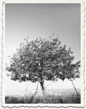 Photo of Tree